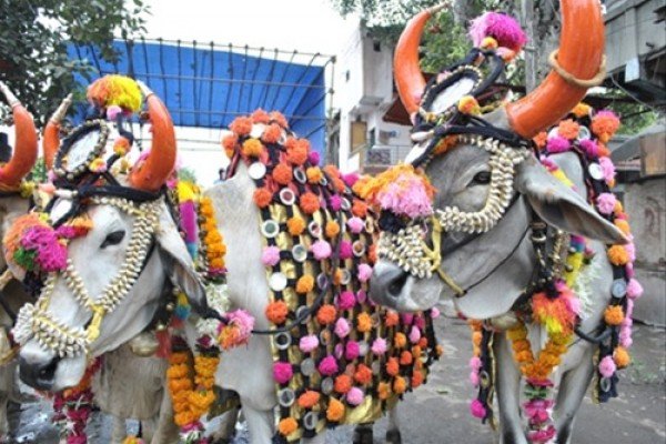 CgGoth's tweet photo. दिल्ली वाले ने छत्तीसगढ़ी लड़के से पूछा.. 
#Chhattisgarh #Goth
https://t.co/ZWeg4FjcdX https://t.co/awBY1UsWQ5