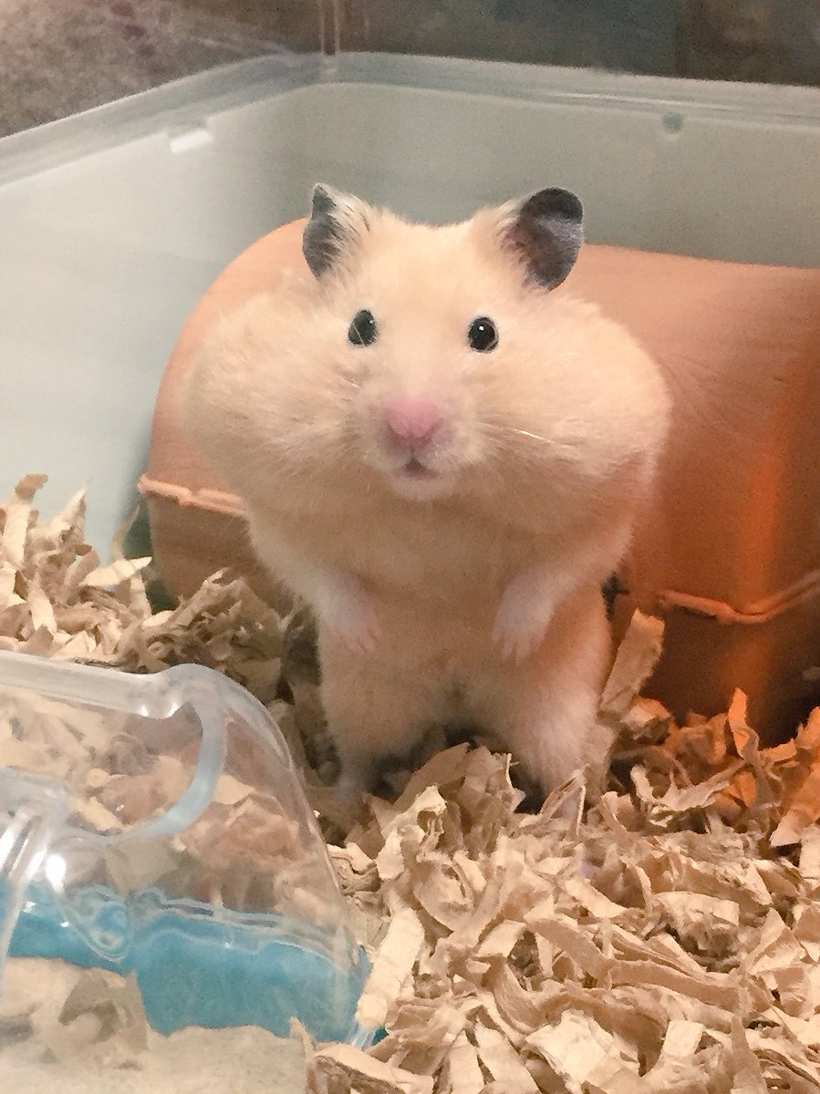 ট ইট র はむやしき 頬袋 スグル ハムスター キンクマ Hamster ট ইট র はむやしき 頬袋 スグル ハムスター キンクマ Hamster