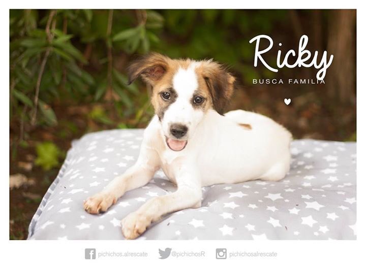 Estos dos pequeños están ya recuperados y listos para una familia que los adopte. Démosles una oportunidad! RT! 🌟
💌sabrinanunezj@hotmail.com
