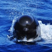 Dolphins_Gib's tweet photo. We also run #whalewatching trips during the year. Call for info 00350 20050650 #Pilotwhales #Orca #Gibraltar #Dolphinadventure. 🛥️🐬🐳🐋 📷By Us https://t.co/2XtnwrUuIk