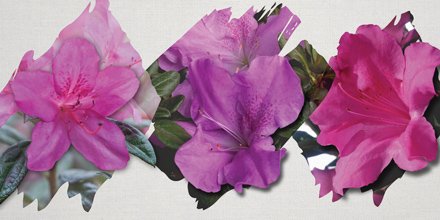 EncoreAzalea's tweet photo. Need #coloradvice for your landscape? Take a look at our suggestions. https://t.co/ZvNUaeHuC5 https://t.co/JoLppHh9jD