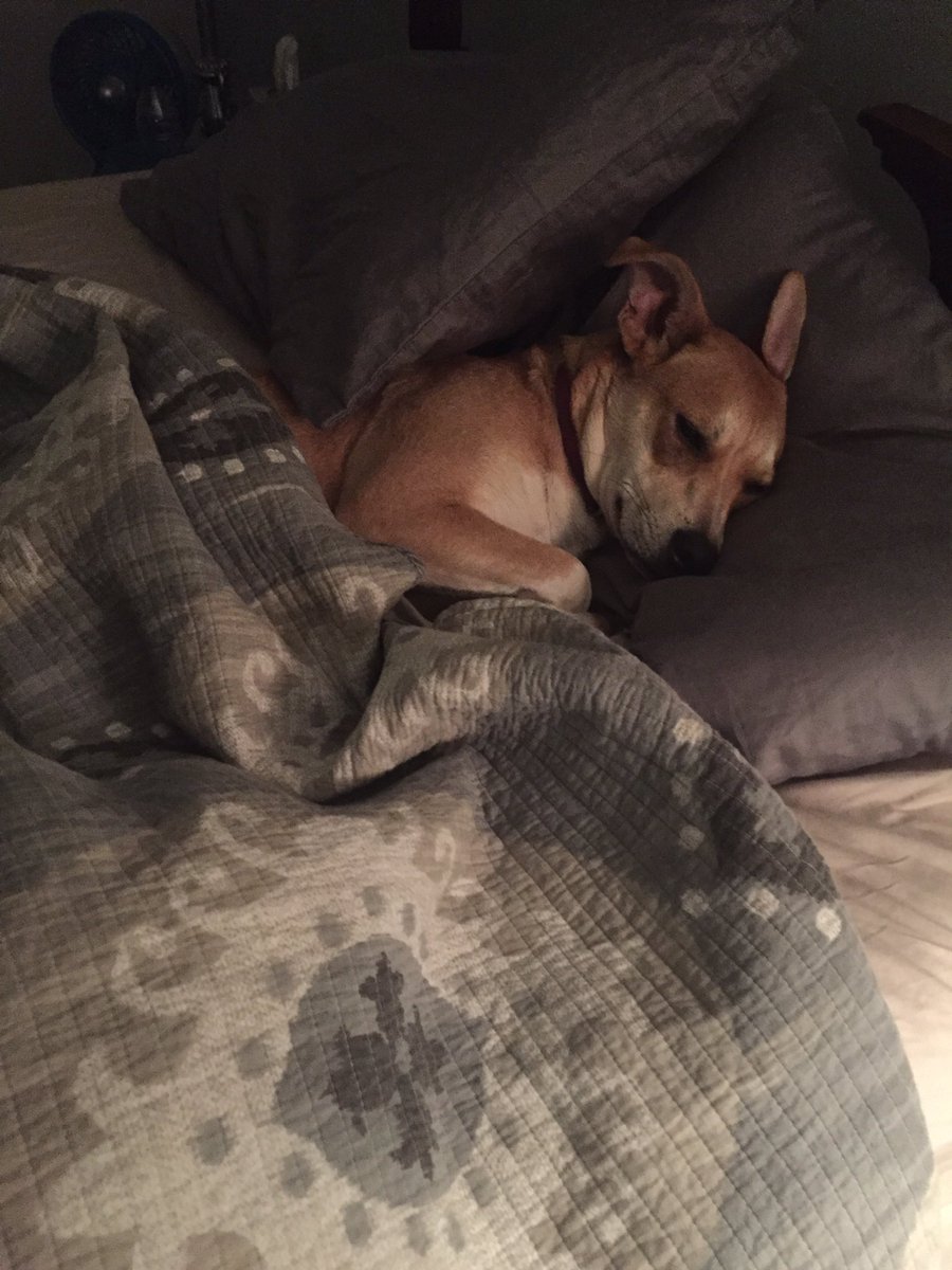 LFT11's tweet photo. Get you a dog that can do both https://t.co/9MK9H9AB3q