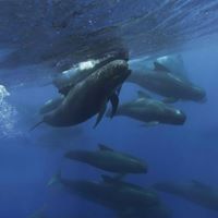 Dolphins_Gib's tweet photo. We also run #whalewatching trips during the year. Call for info 00350 20050650 #Pilotwhales #Orca #Gibraltar #Dolphinadventure. 🛥️🐬🐳🐋 📷By Us https://t.co/2XtnwrUuIk