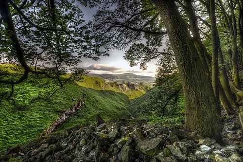 Through the Trees... #Derbyshire #Peakdistrict