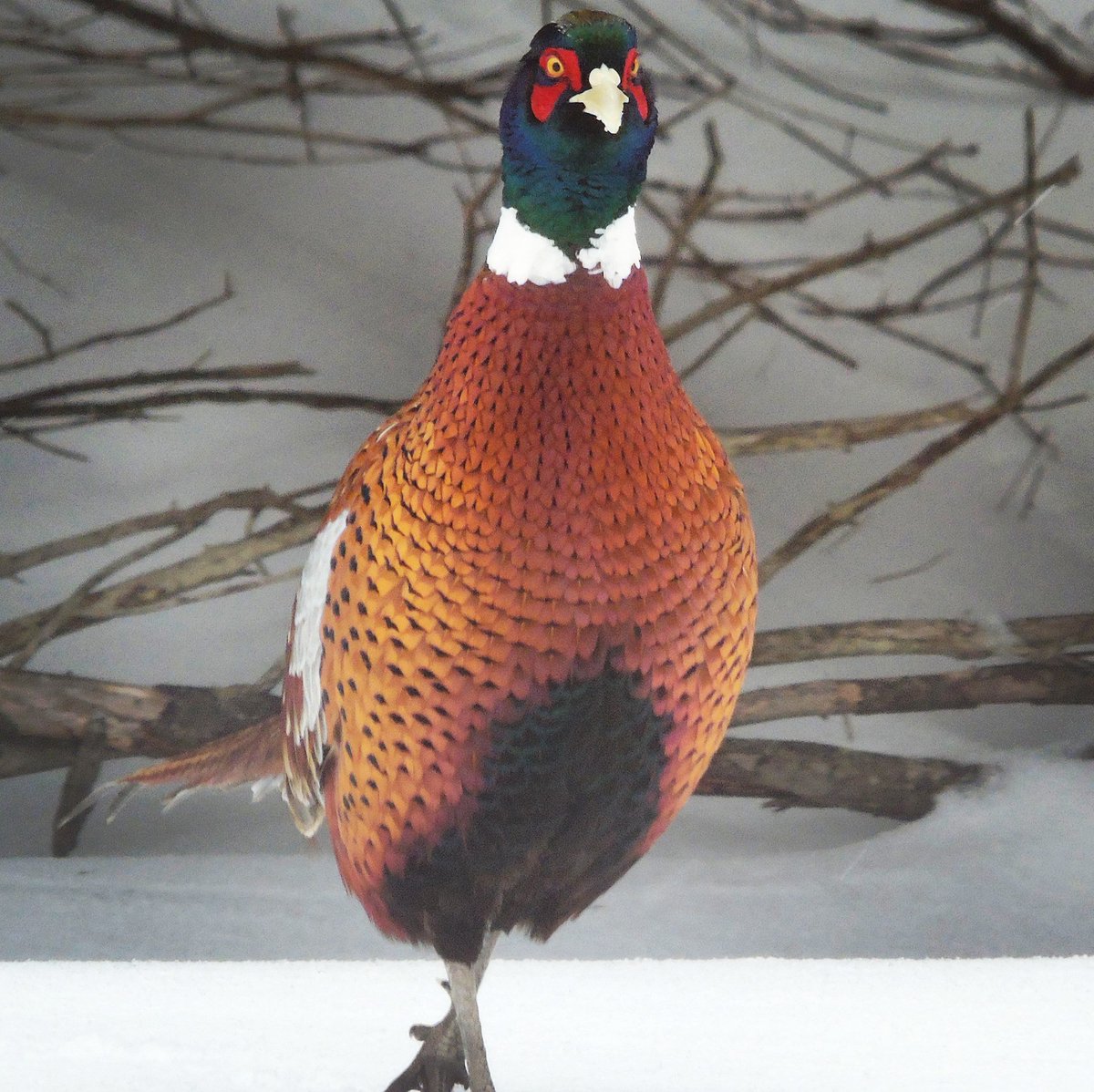 SourisWildlife's tweet photo. Stunning shot of this #male #RingneckedPheasant strutting about in #RolloBay taken by Jane Hanlon. #WalkTheWalk #VibrantColours #Souris #PEI https://t.co/VzGh9cjX8w