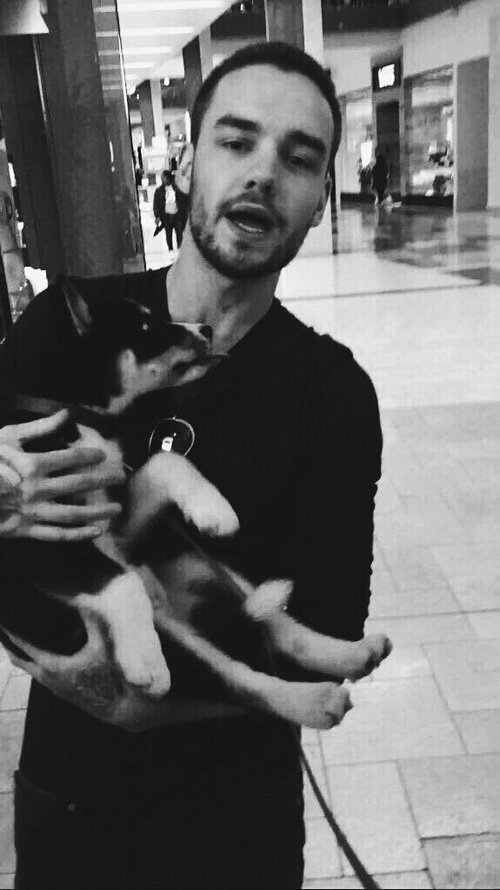 horanzbaby's tweet photo. #VideoLove One Direction 
Jeśli nie dacie RT Liamowi z pieskiem to nie wiem https://t.co/WWsQKFCB27