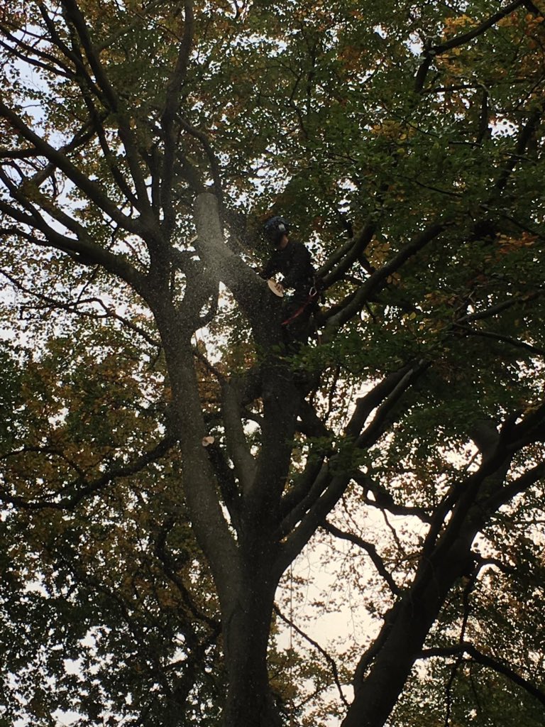 dg_trees's tweet photo. Have a tree that is out of control or worried that it's not looking healthy? Call now for a no obligation quotation #treesafety https://t.co/5NZMrGUvAo