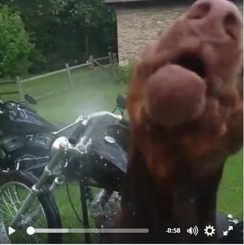 VeganHumor_'s tweet photo. When you want to clean your bike in peace 😂🐶 https://t.co/Rsp4IyHXmN https://t.co/5aMUNTUq8p