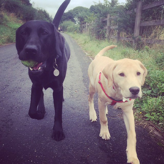 doodlebugtweets's tweet photo. It's walking the dog day! Our #officedogs get to take advantage of the beautiful Exe Cycle Path @ lunchtime everyday. https://t.co/ZlaOw3qFf6