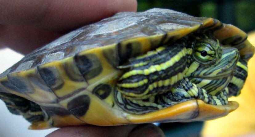 Christodora tweet media