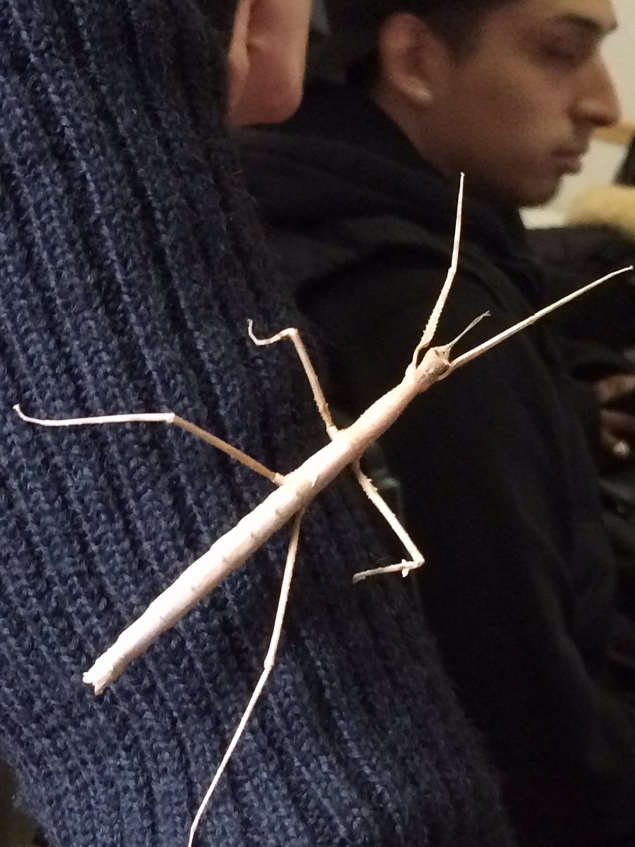 Christodora tweet media