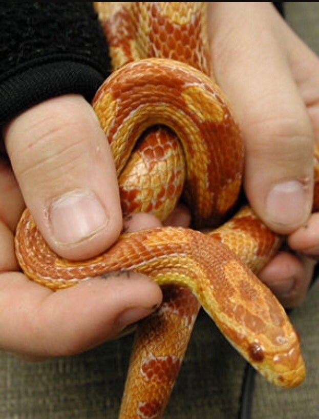 Christodora tweet media