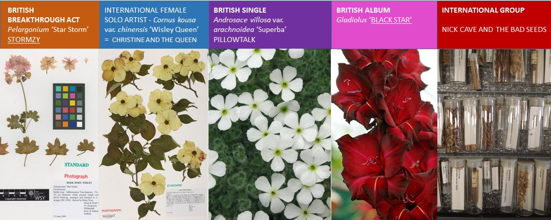 WSYherbarium's tweet photo. The @TheRHS herbarium specimen predictions for tonight's #BRITs  Good luck to all. https://t.co/BSOHVh9Qei
