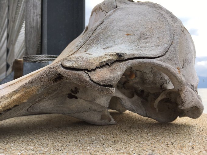 この骨の正体分かる人教えて下さい! 