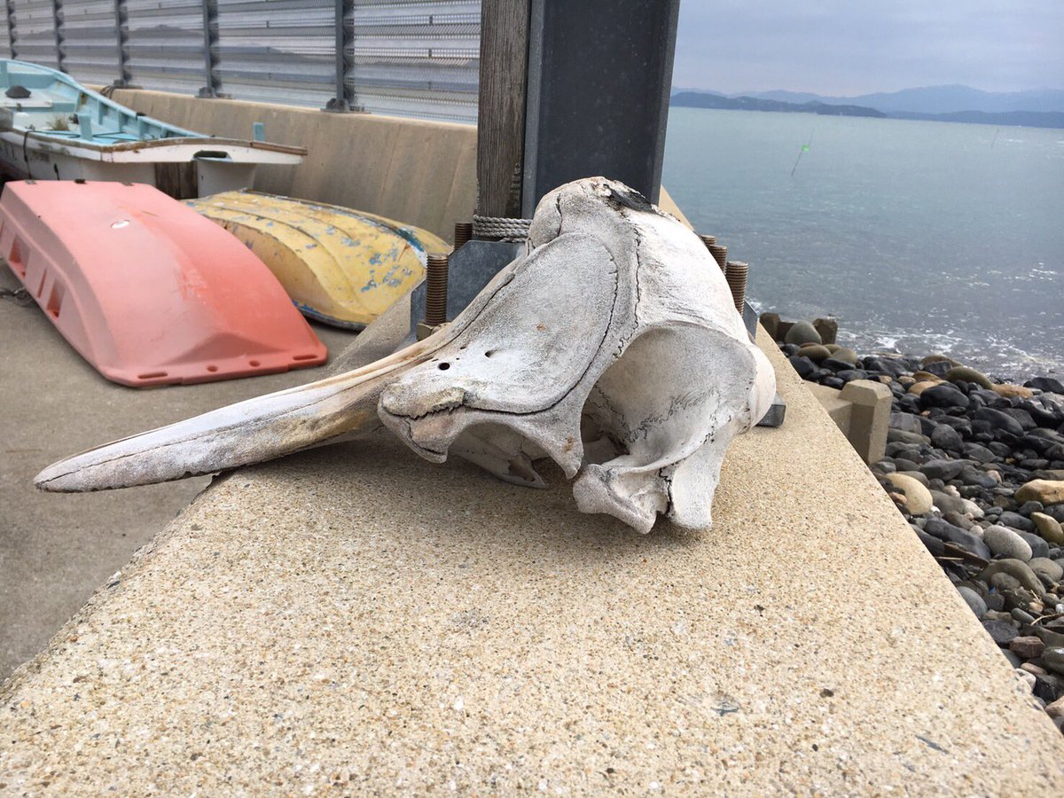 この骨の正体分かる人教えて下さい! 