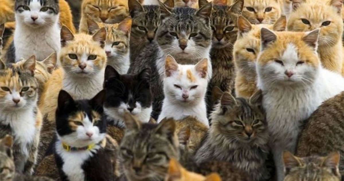 Meow! It's National Cat Day in Japan. These are the amazing things you can do today
9gag.com/gag/avGGGRO?re…