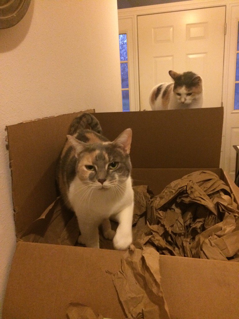 artdecored's tweet photo. Uh oh! Minnie busts Carmelita for claim jumping her official spot #1stworldcatproblems #CatsOfTwitter https://t.co/LcI94TKJbZ