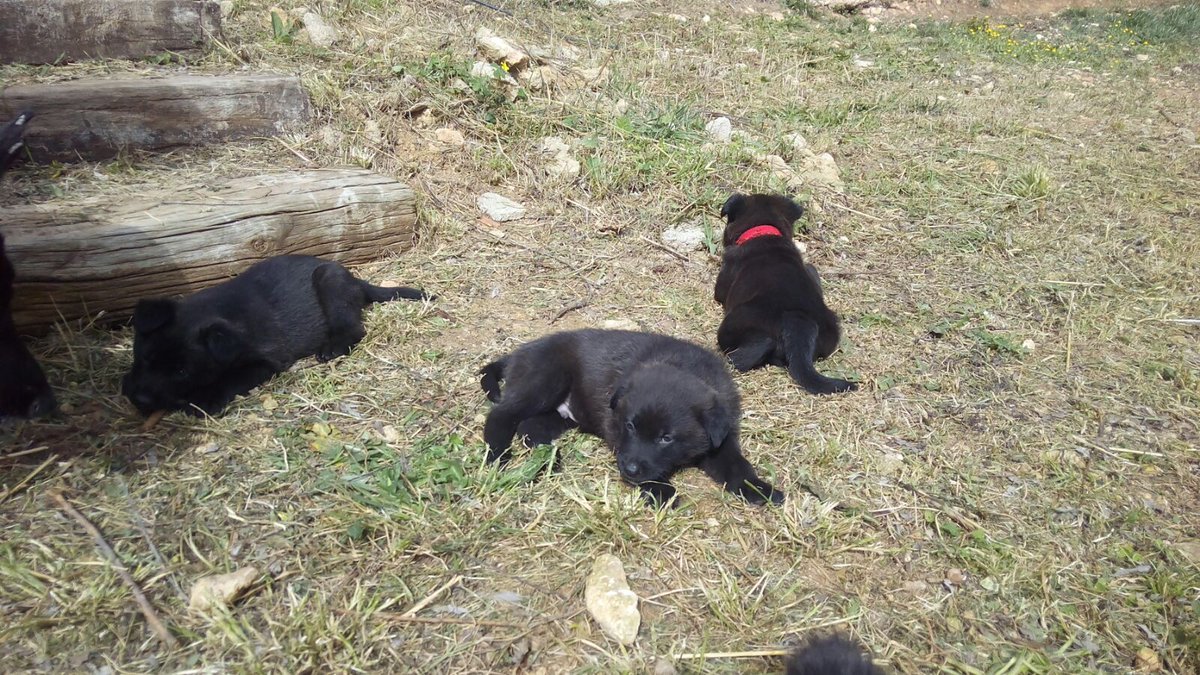 Perritos_Vlc's tweet photo. Jugando al solecito 🌞🐶🐺 https://t.co/3mJEZgnRjw
