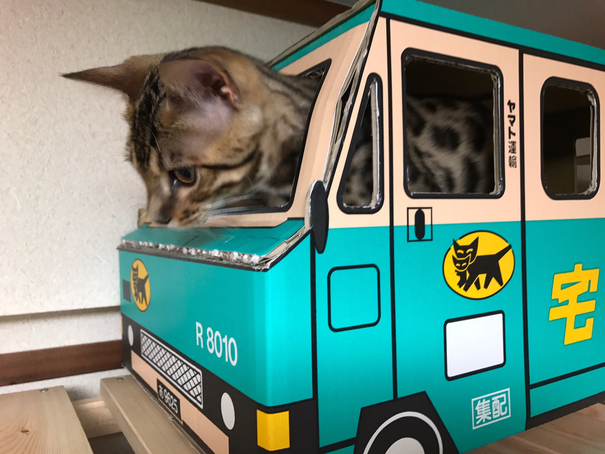 たけのこごはん على تويتر 猫部屋で一番高い場所に移動したクロネコダンボール 最近出たり入ったり楽しんでるなぁ と思っていたら寝床になってた ケージの中より車中泊にハマっています ベンガル 猫 伊吹 車中泊 クロネコヤマト