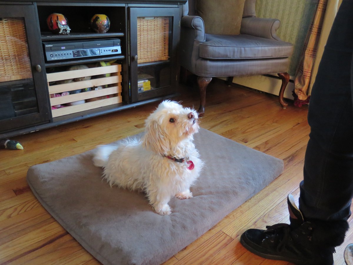 Caluvsdogs's tweet photo. Teach your dog to Roll Over in 3 easy steps https://t.co/N1XfRhk8uX #cutedogtricks #dogs #dogmom #smartdog https://t.co/l4IfNp2j7t