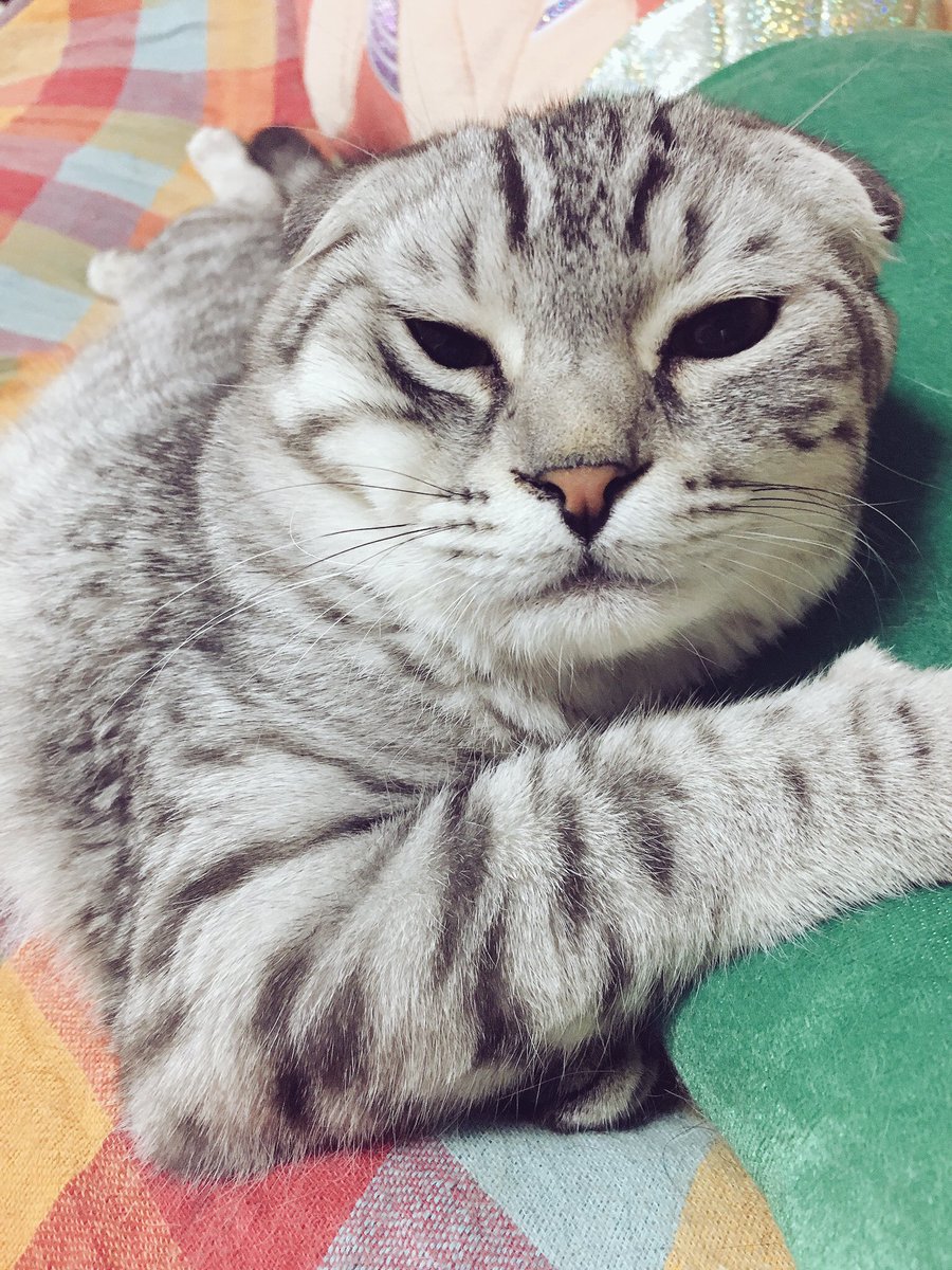 yakata_mk's tweet photo. #猫の日 
😺はなちゃん😺パンくん
😺紫苑くん😺ポロくん https://t.co/Aco5DnoFJt