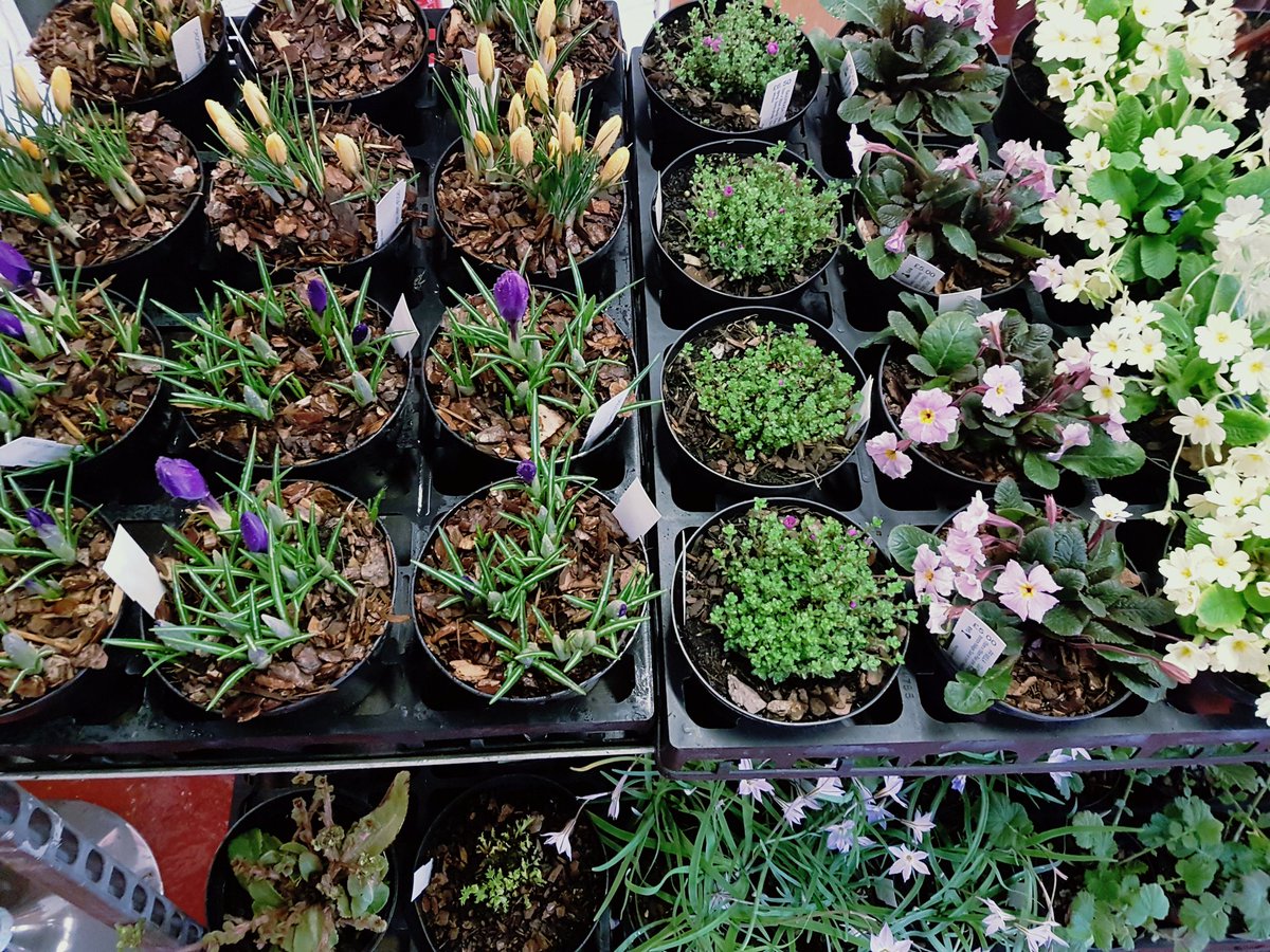 hardyplants's tweet photo. Busy preparing for our first talk of the year as we welcome Stewart of #PocockRoses talking rose care #newseason https://t.co/7qrJFLTMim