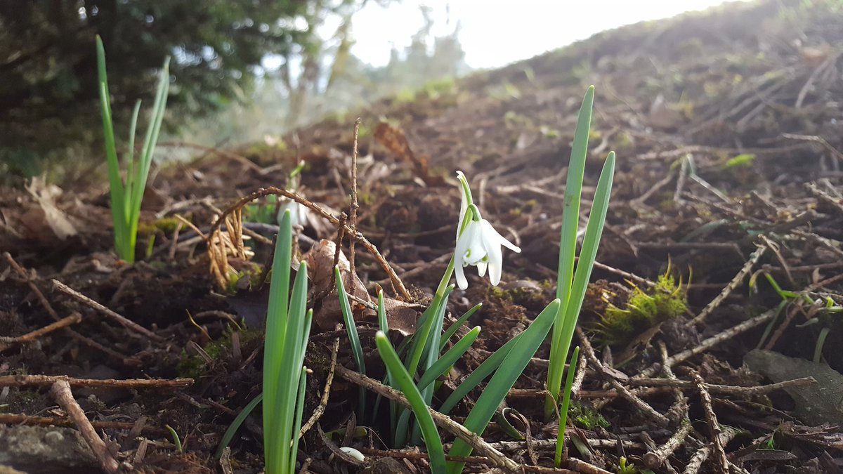 maplebayfarm's tweet photo. Snowdrops are blooming, calves &amp; lambs are skipping, horses are shedding, so no matter the weather, spring has arrived on Maple Bay Farm https://t.co/AjSxfWW4f9