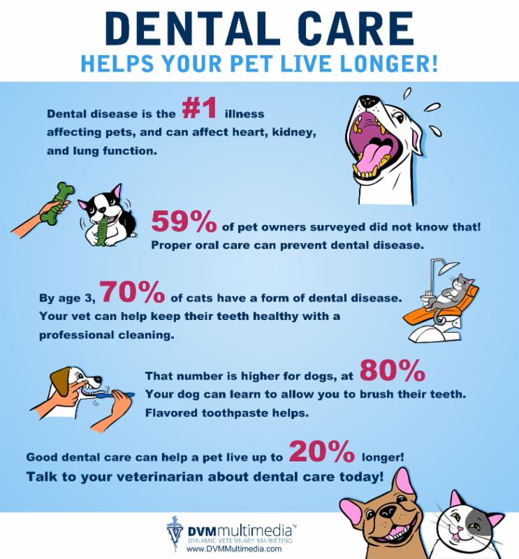 socialpetreps's tweet photo. #DentalHealth #Veterinarians February is Dental Care Month! Your Veterinary Office can help! Scratch handles payment plans #scratchpay https://t.co/lhMENtwINl