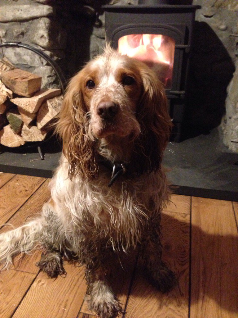 garemk's tweet photo. Gave up and lit the fire after an hour's bullying by a wet and muddy spaniel #dirtydogs #bossydogs https://t.co/DdpRjQoyRD