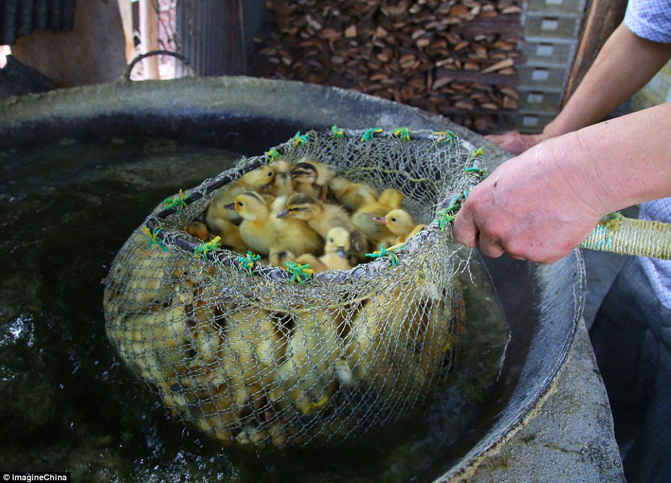 DailyMail's tweet photo. Thousands of male ducklings are boiled to death every day in a Chinese hatchery because they can't lay eggs https://t.co/2oERZ4kLpk https://t.co/hhTbaXDZNh