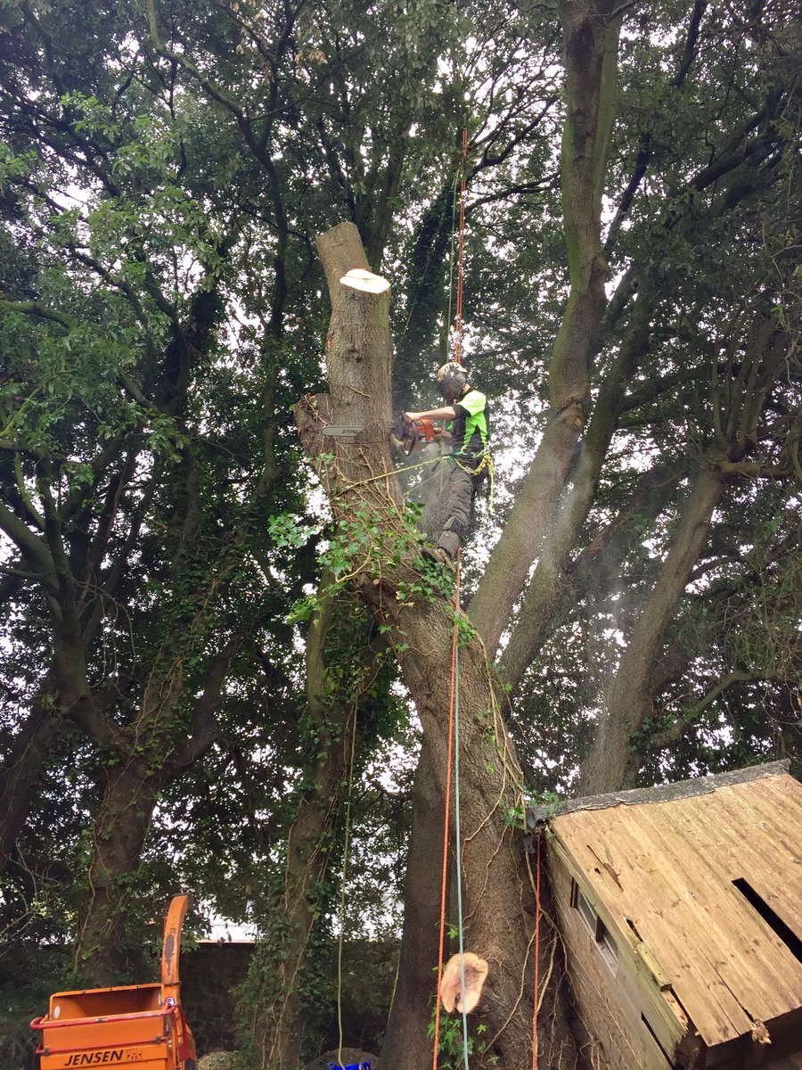DartmoorTrees's tweet photo. Several holm oaks to dismantle this week in #bradninch Making use of our new #safebloc with a few obstacles to navigate #xrigging #jensen https://t.co/YySMSuGHsL