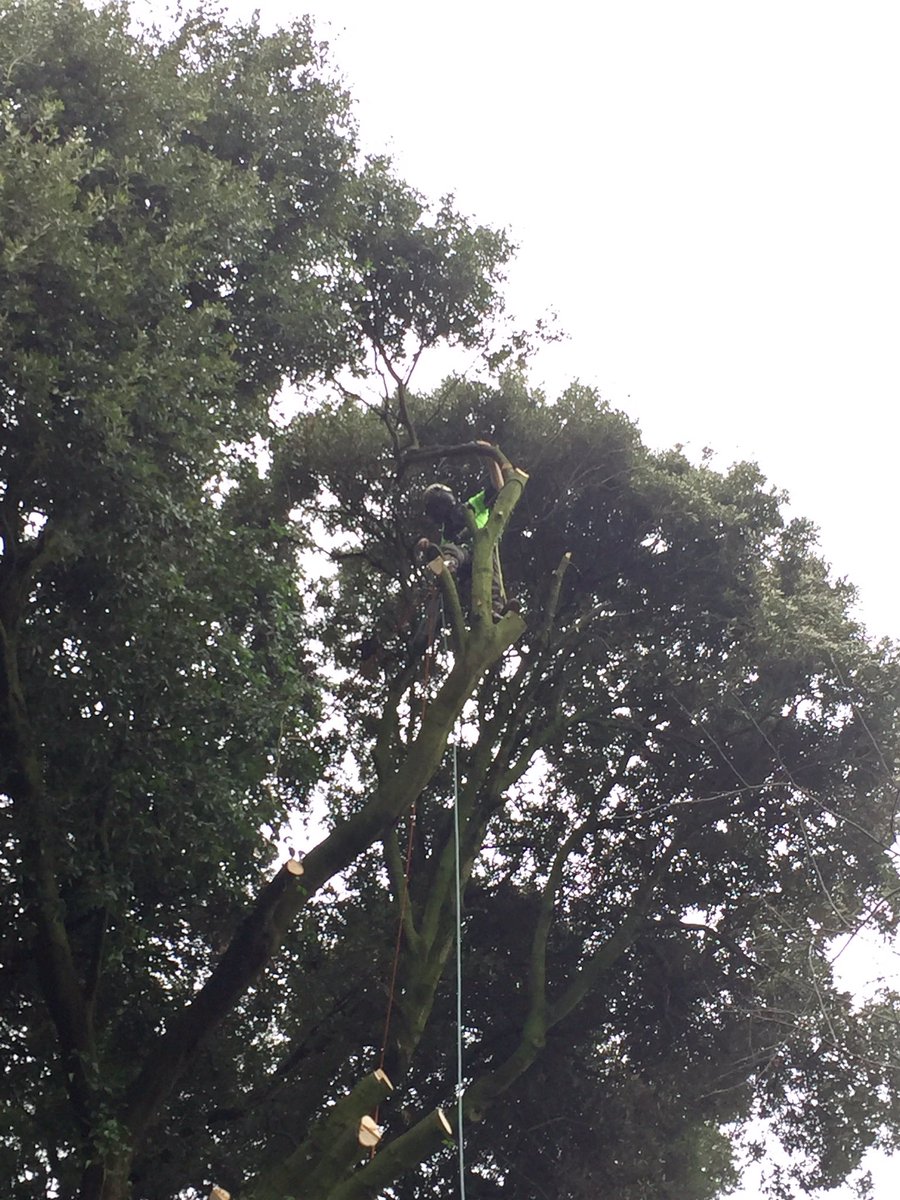 DartmoorTrees's tweet photo. Several holm oaks to dismantle this week in #bradninch Making use of our new #safebloc with a few obstacles to navigate #xrigging #jensen https://t.co/YySMSuGHsL