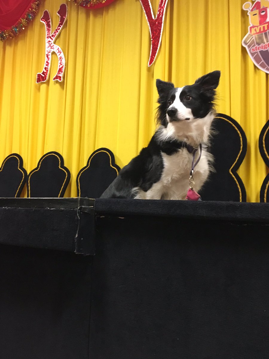 CbhTt's tweet photo. Wie? Da sitzt die Prinzessin 👑 - 
Ich bin doch die Prinzessin 🐾🐾 

#bordercollie #dogsoftwitter #helau #karneval #kvtt https://t.co/sYaIpESr4C