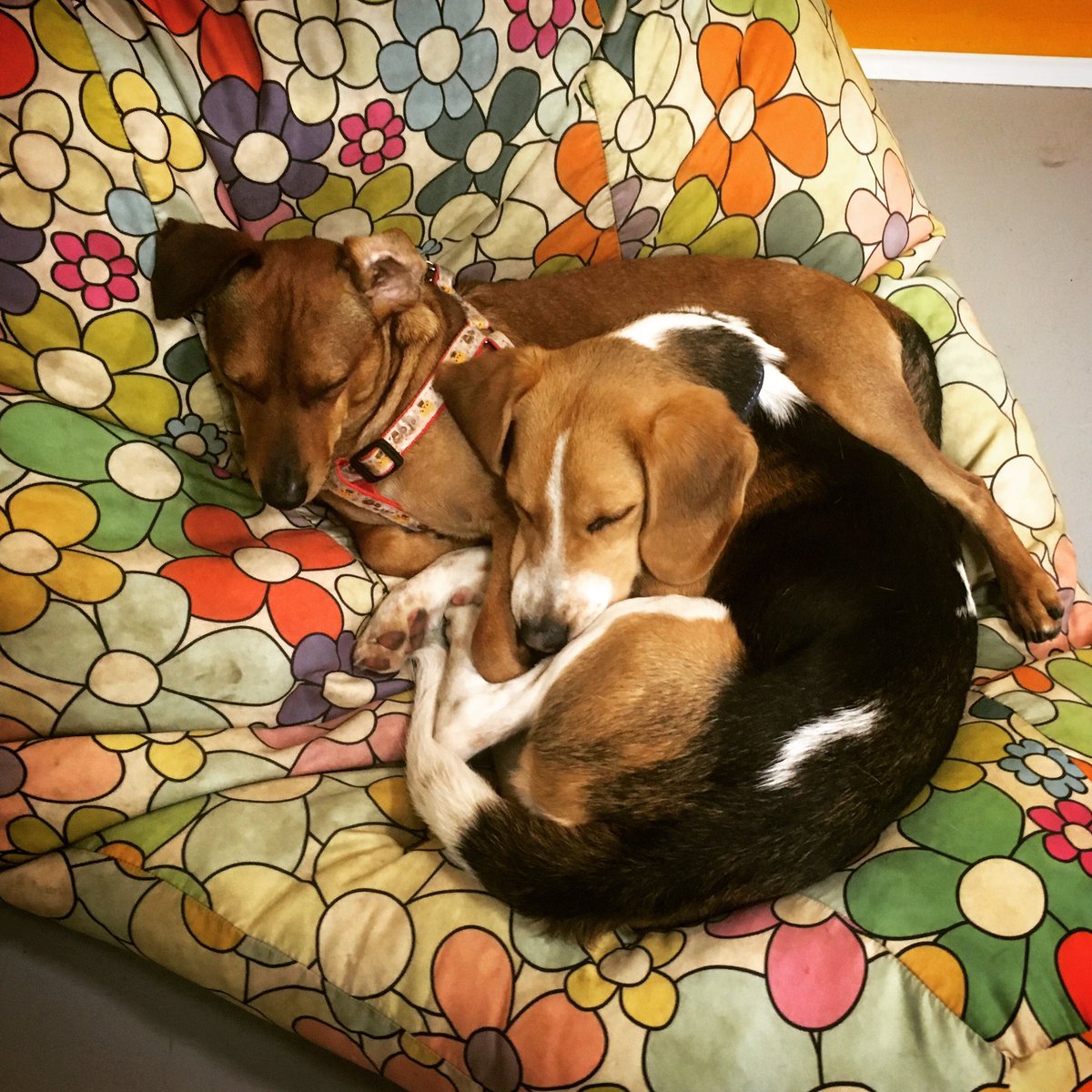 BauLoft's tweet photo. Stanchi ma felici, insieme 😍 https://t.co/CZTX5Ib2Ku