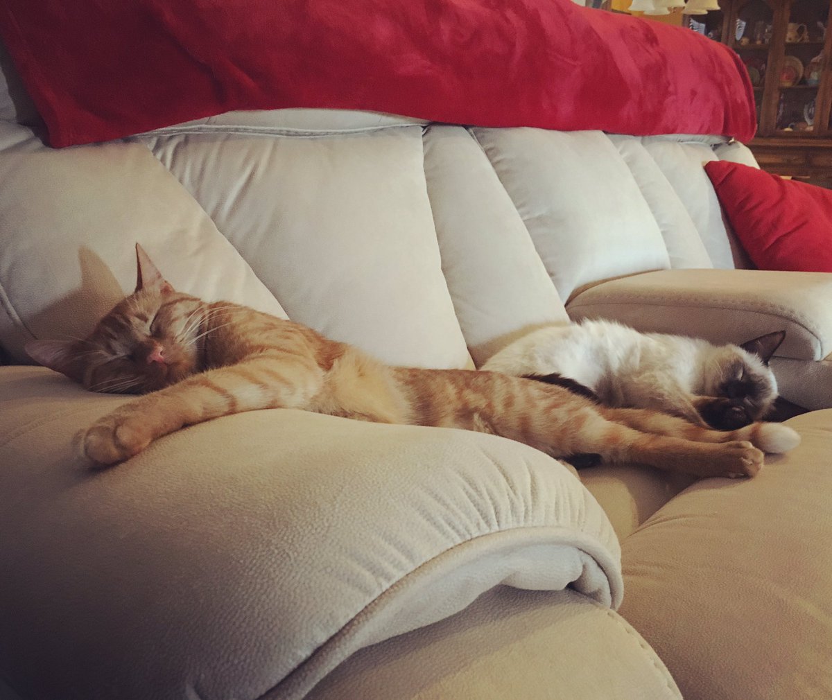 MiloAndQuinn's tweet photo. Rainy days make us sleepy... ☔️ #milokitty #quinncat https://t.co/Pf0R9AXiYT