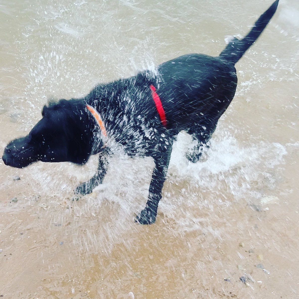 suttylass's tweet photo. When the Lab hits spin dry! #seadog #beachhound #waterbabe #morfa #conwy https://t.co/eTnxXOb696