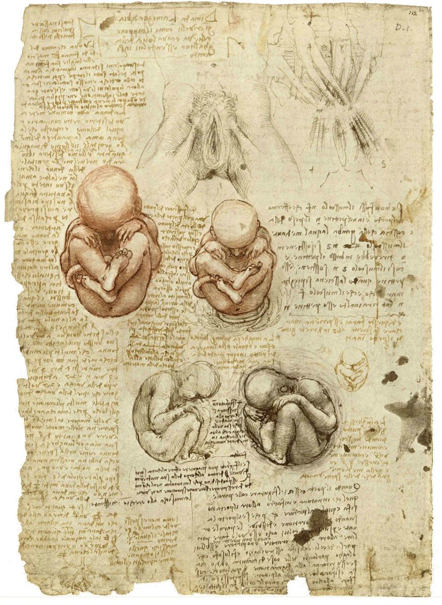 ApocrifadaVinci's tweet image. Collezione Apocrifa da Vinci, Anatomical drawings II.
#CollezioneApocrifadaVinci #PaperSculpting #ItalianArt #LeonardodaVinci #Art