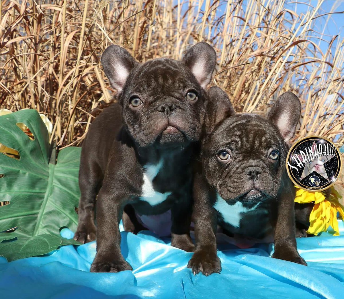 shrinkabulls french bulldogs