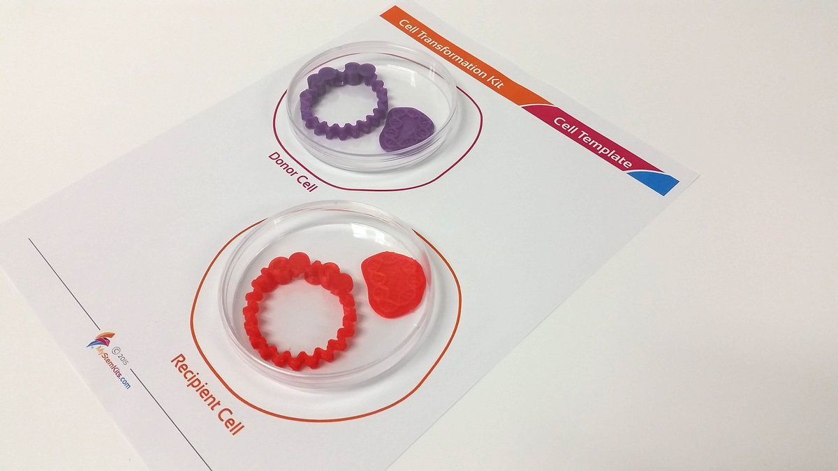 mimioSTEM's tweet photo. Create pathways into #bioengineering with your class as they have an up-close look at #plasmids. #CellTransformation #DNA #biology https://t.co/NlKjdmSqgR