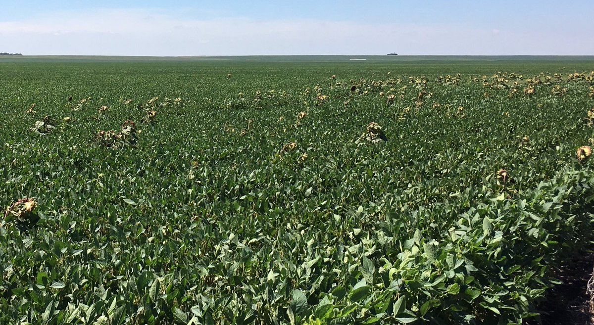 Julián Etchegoyen tweet media