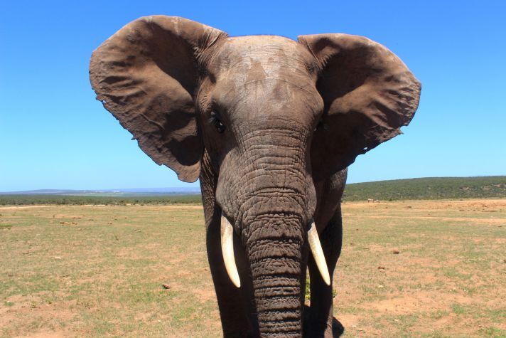 wanderlustmvmnt's tweet photo. Exploring Addo Elephant National Park with @AnjeRautenbach and @NMandelaBay! https://t.co/gLbhQDRJ6s #southafrica #safari #elephants https://t.co/RlpLyTuUM3