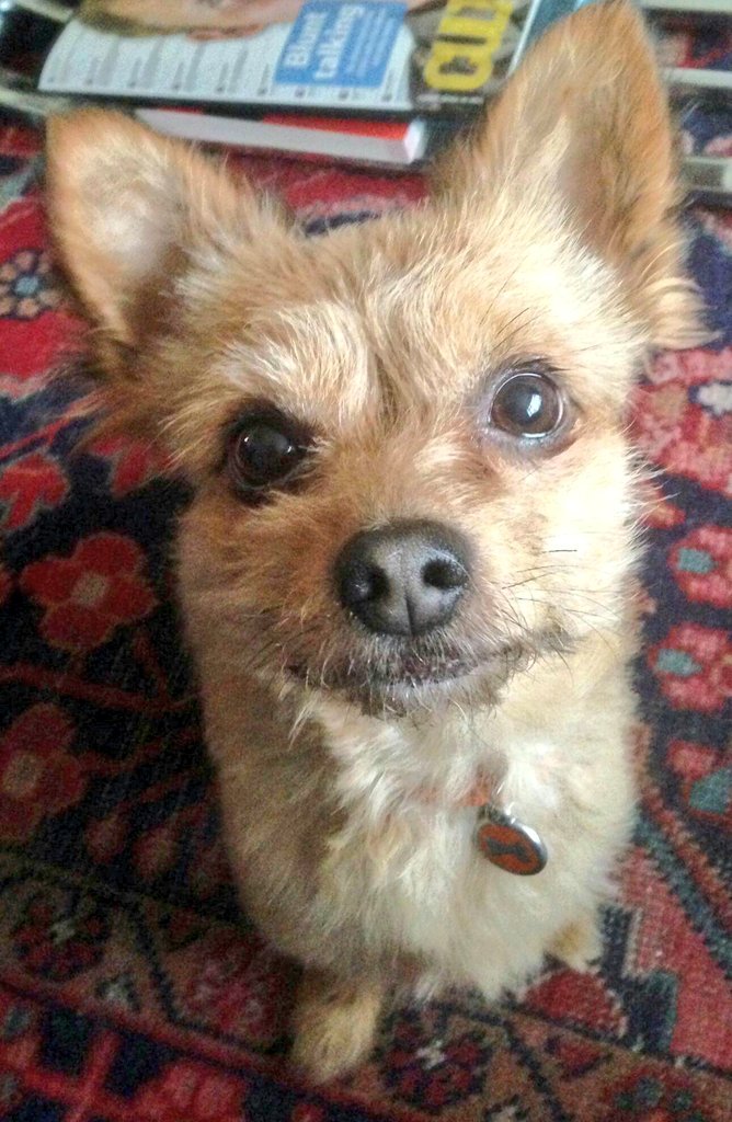 NoseyDogsKent's tweet photo. How cute is Ren? #thanet #thegooddogguide #themargatedoghotel #margate #dogboarding #kwiba2017 #dogs #dogsoftwitter  #dogwalk #tcmargate https://t.co/t0JckzQuZa