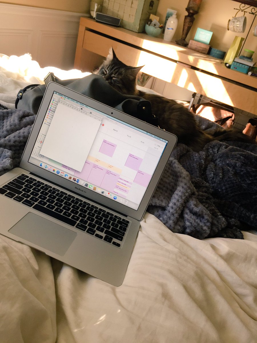 bethmariemusic's tweet photo. Flu bug has me cooped up in bed but I have this cutie to cuddle me ๐ป Working on my schedule & writing songs #music #work #rest #cat #mancoon https://t.co/ayHCIMtk4l