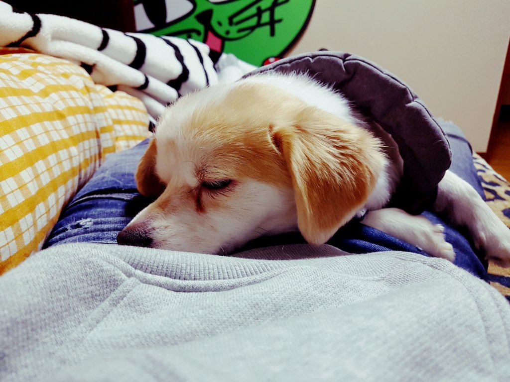 FangEmmy's tweet photo. 胯下之約 #MSIP #SIL https://t.co/SQv5XuJcOn