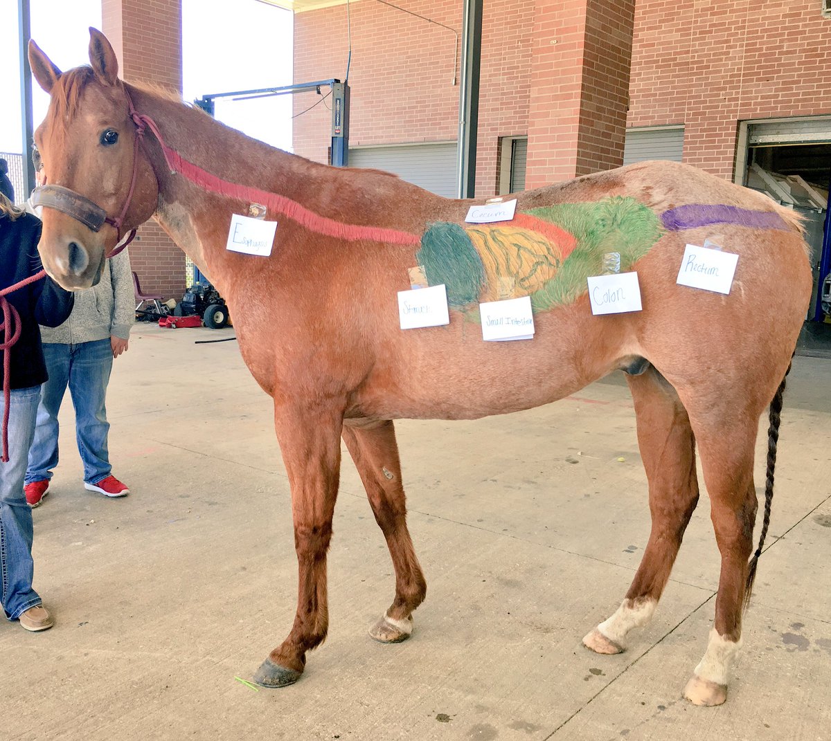 Becky_Maass's tweet photo. Vet Med &amp; Equine Sci "think, pair, share" labeling external parts &amp; digestive system timed with online stopwatch #ElginLearns #Elginlevelup https://t.co/IQiy5YwJGk