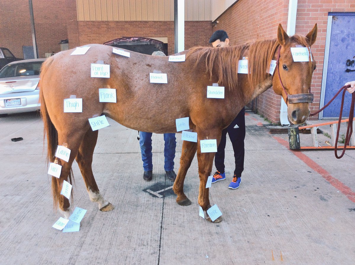 Becky_Maass's tweet photo. Vet Med &amp; Equine Sci "think, pair, share" labeling external parts &amp; digestive system timed with online stopwatch #ElginLearns #Elginlevelup https://t.co/IQiy5YwJGk