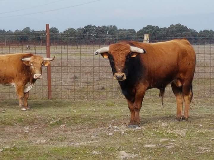 ttalaveratoros's tweet photo. #peñajara #torviscoso #decastajijona #campobravo #dehesaextremeña https://t.co/sanqqrN9wZ