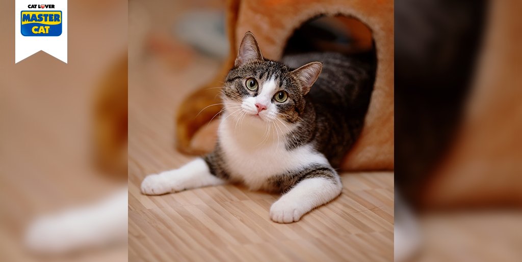 MasterCatChile's tweet photo. Amamos el pelo suave de nuestros gatunos :3 ¿Pero sabes realmente cómo cuidarlo? Revisa unos tips aquí https://t.co/oykbyMoz1T https://t.co/19sg9bSmDP