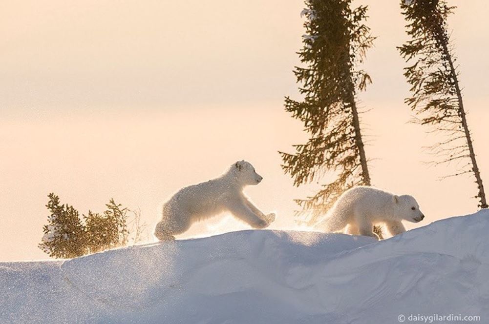 Canada's tweet photo. A brother is a friend given by nature – Gabriel-Marie Legouvé. A quote that comes to life in #Manitoba #WildlifeWednesday 📷daisygilardini/IG https://t.co/rGD6m7uRGg