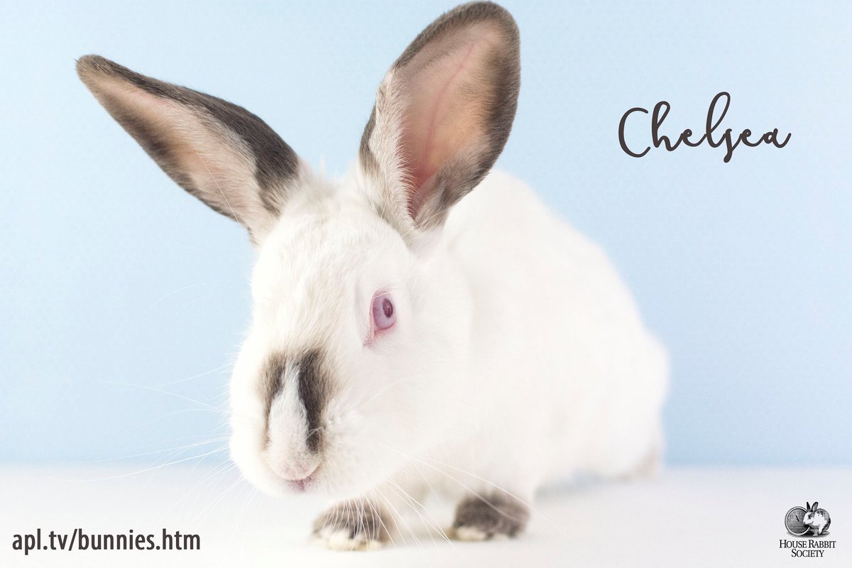 House Rabbit Society (Houserabbit) Twitter